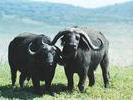 22cape-buffalo-pair