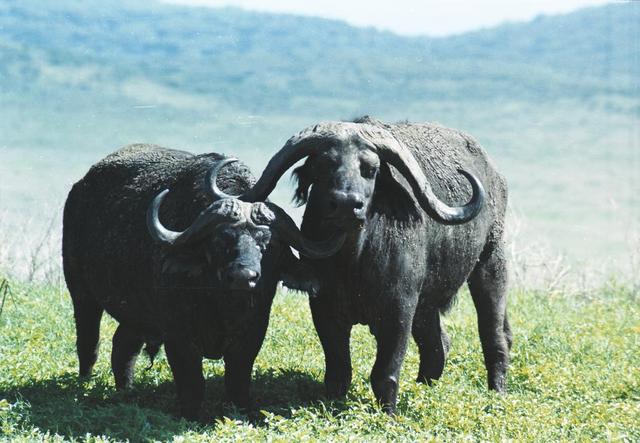 22cape-buffalo-pair