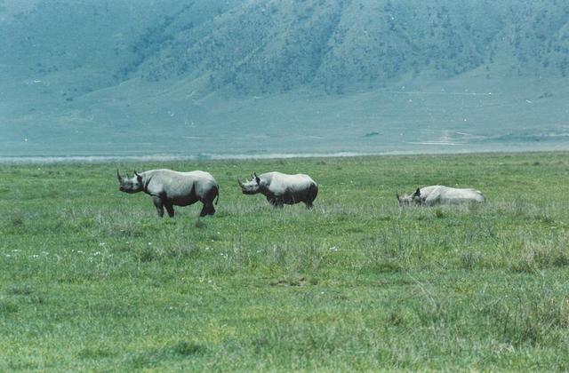 12rhinos