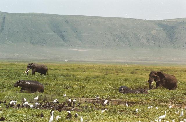 14hippo-vs-elephant