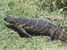 Monitor Lizard