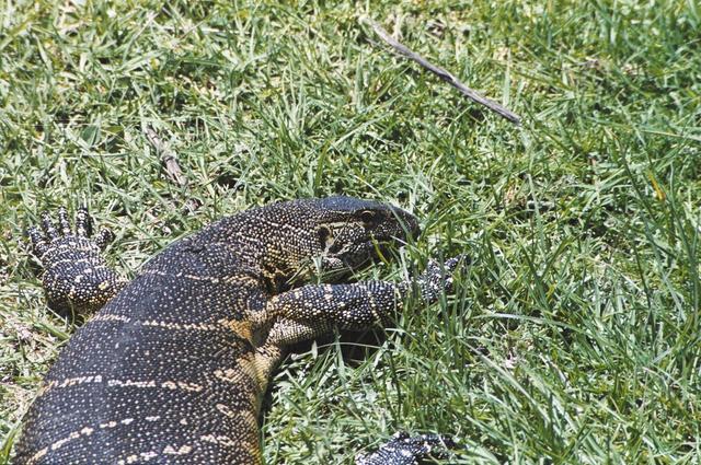 06ngorongoro