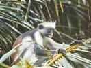 Red Colobus Monkey