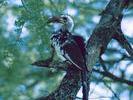 hornbill