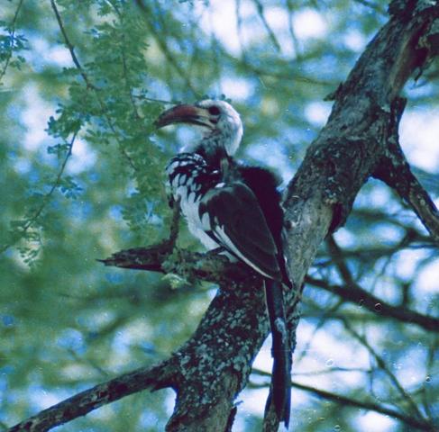 00hornbill