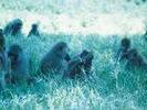 01baboons