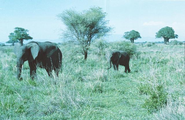 03elephants