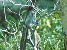 Vervet Monkey