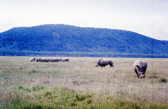 14rhinos