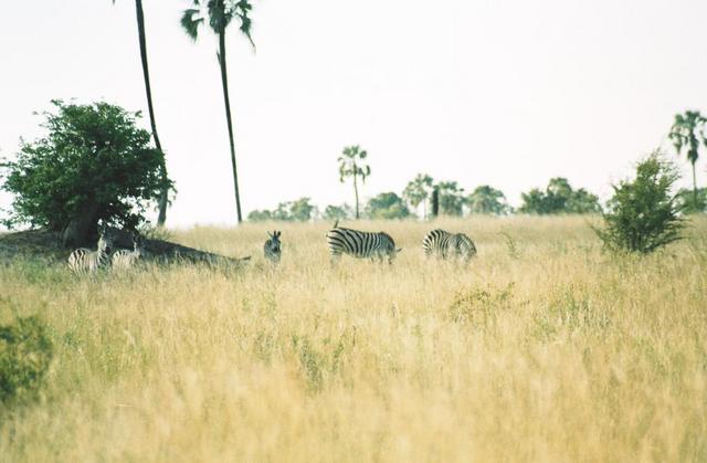 01zebras