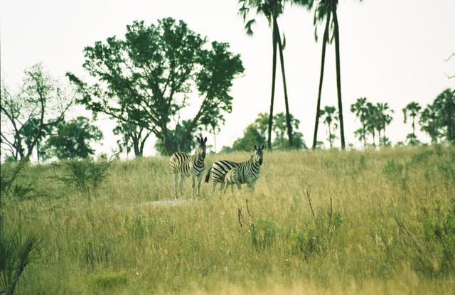 02zebras