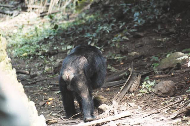 03chimpanzee