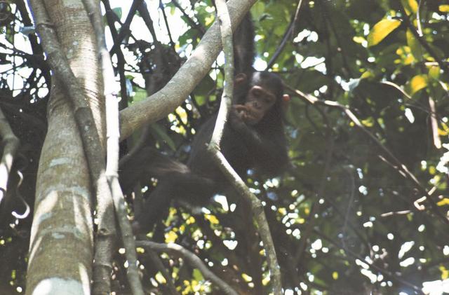 10chimpanzee