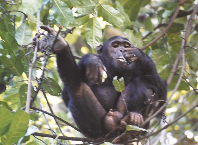 14chimpanzee