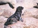 Cape Fur Seal