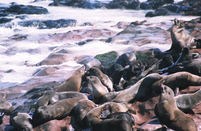 12seals