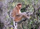 photo of proboscis monkey