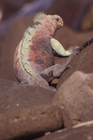 photo marine Iguana