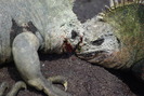 Galapagos Islands images