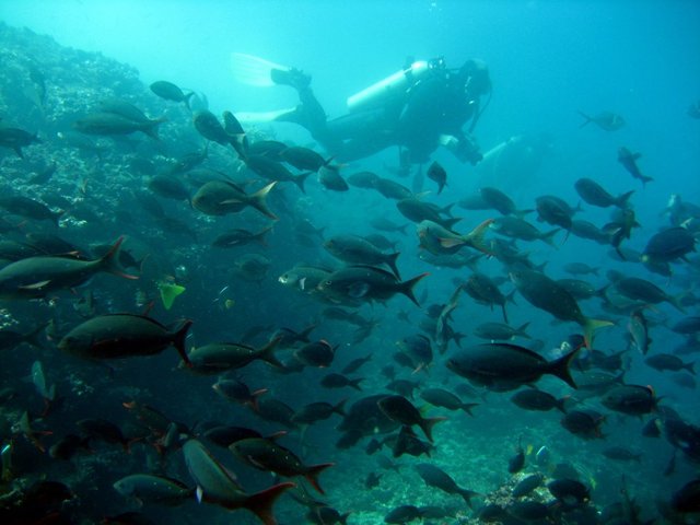 diver and fish