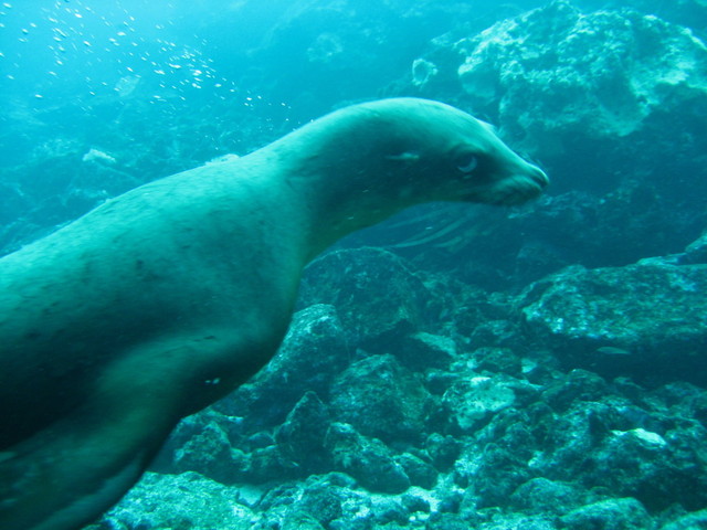 photo of sea lion