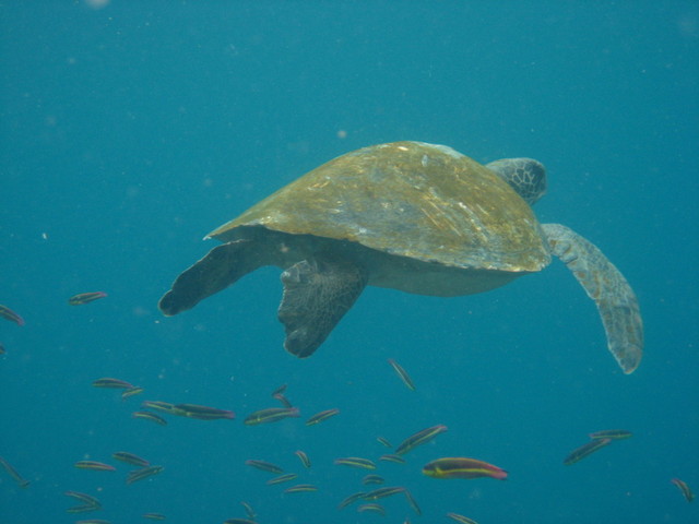photo of sea turtle