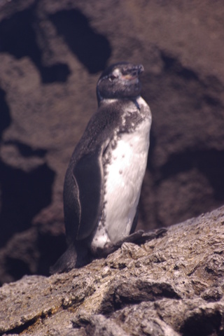 photo of penguin