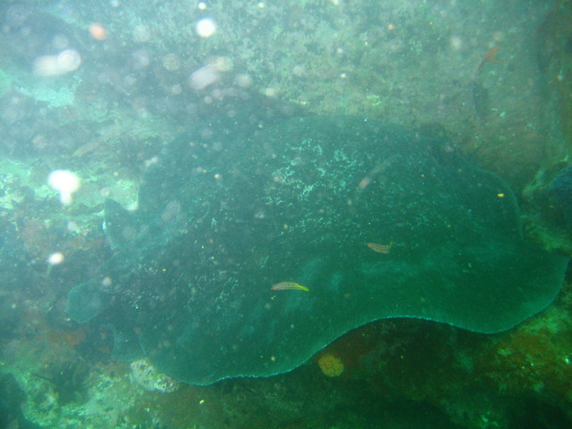 photo of marble ray