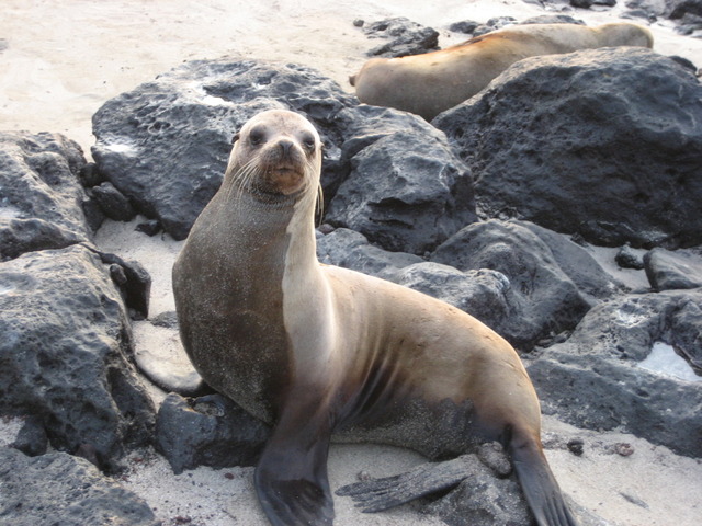 photo of male Galapagos sea lion