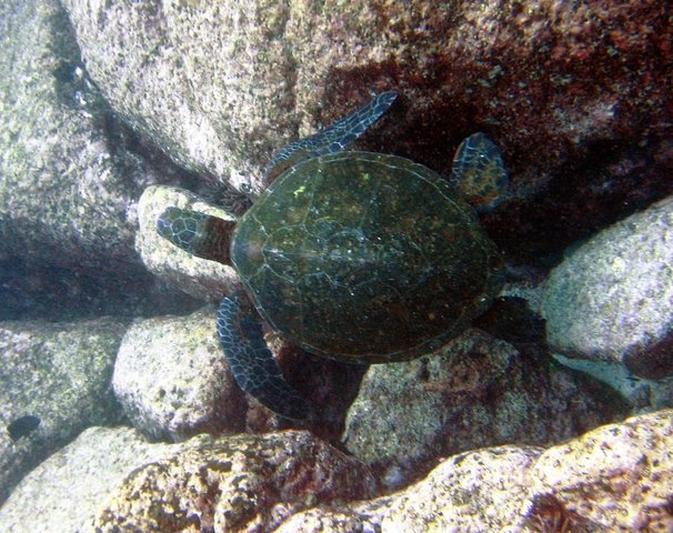 photo of sea turtle