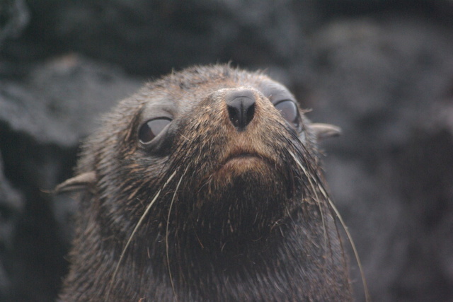 photo of fur seal