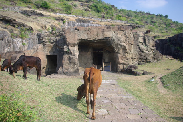 Cows near the interace to a Jain Temple