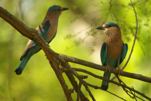 Photo of Indian Rollers