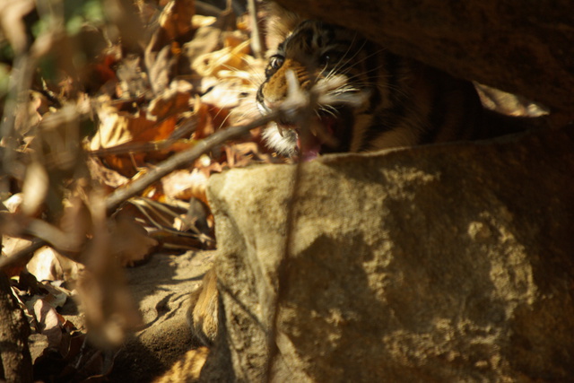 Tiger cub snarles