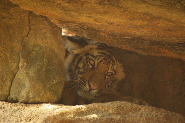 Tiger cub in cave