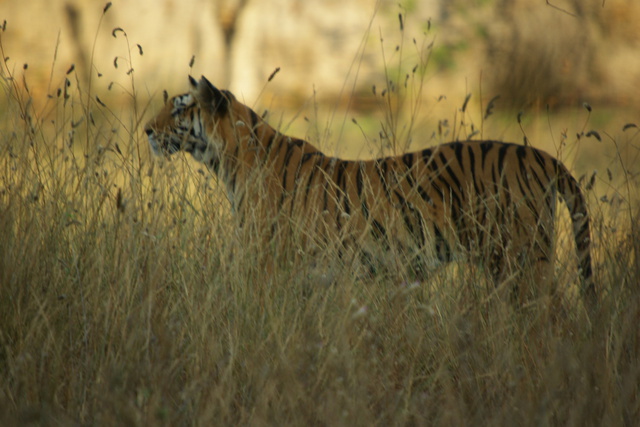 Adult female tiger stands in the grass
