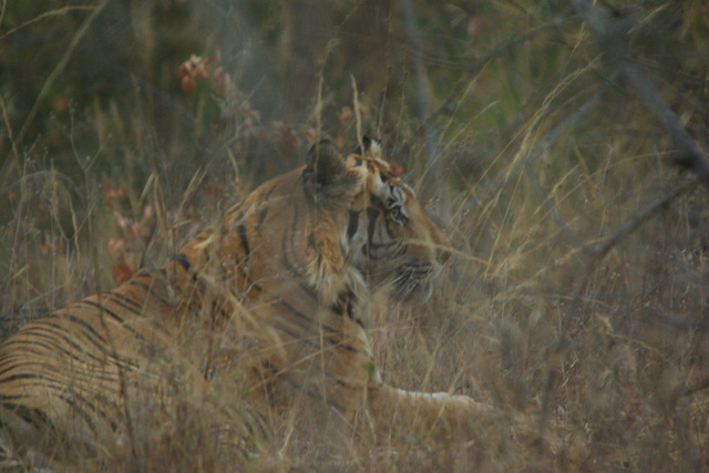 Adult tiger in the grass