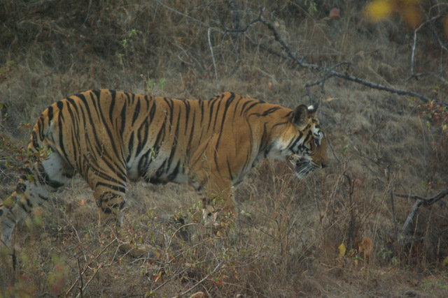 Adult tiger near the road