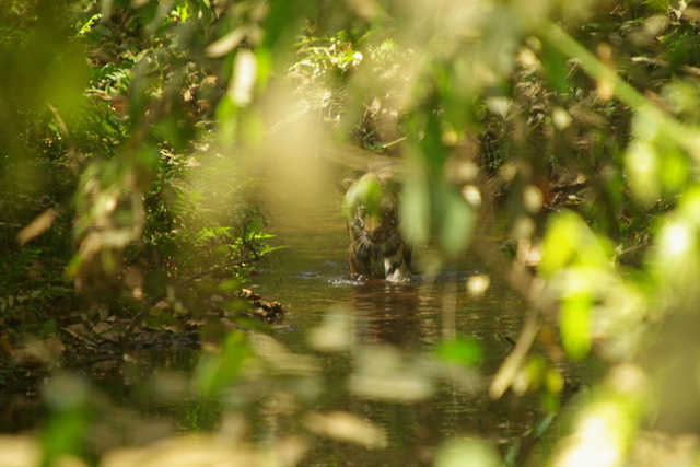 Tiger cub in water