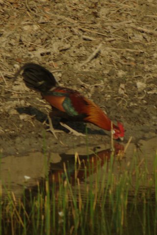 Image of Jungle Fowl drinking