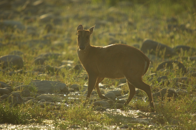 Image of Barking Deer