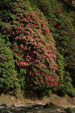 Image of rhododendron clump