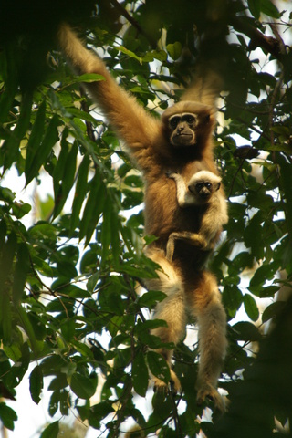 image of female Hoolock Gibbon and baby