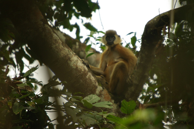 Image of Caped Langur