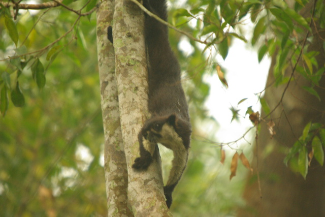 Image of Giant Squirrel