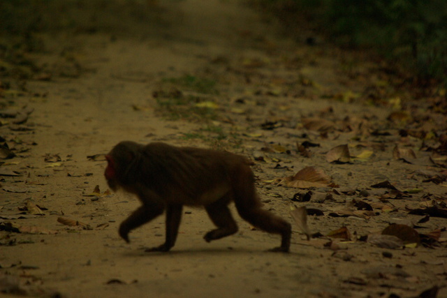 Image of stump tailed macaque
