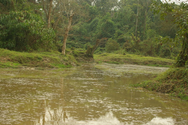 Image of river and rain forest