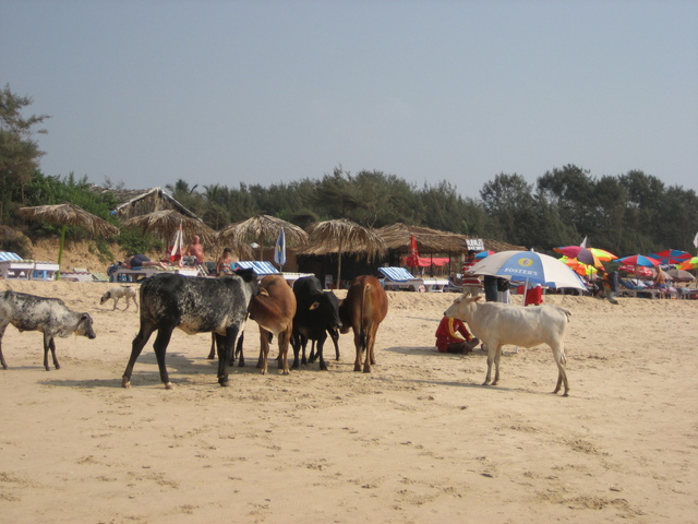 Beach scene with cows