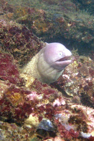 Image of Moray Eel