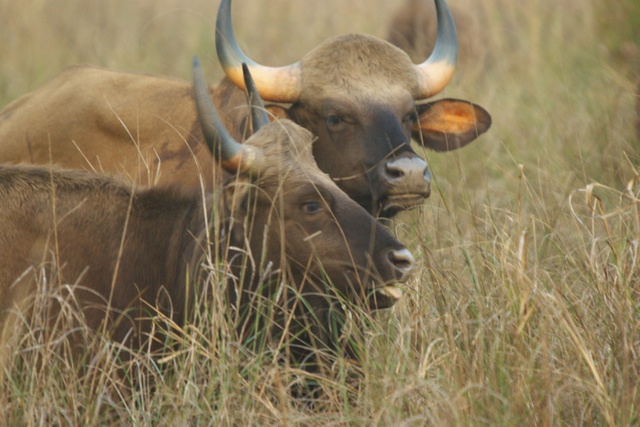 A pair of gaur